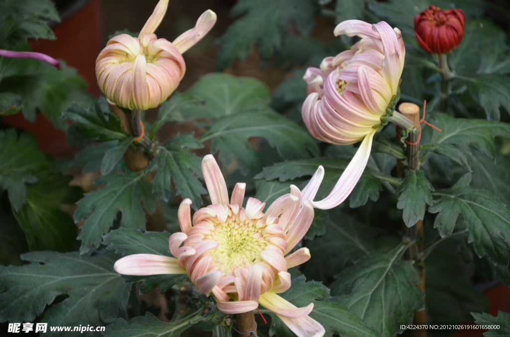 菊花