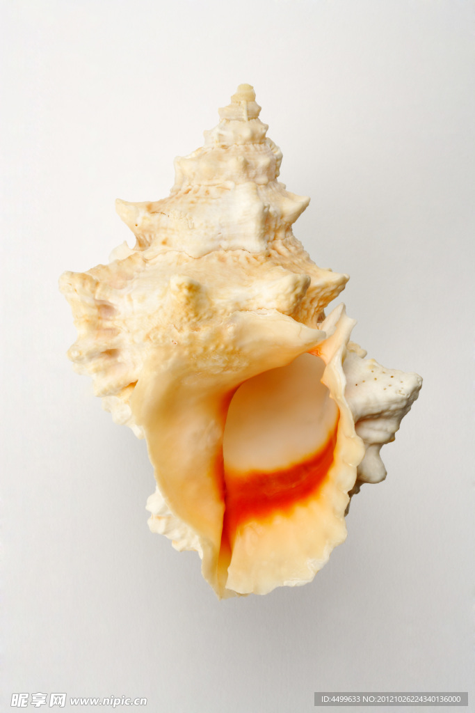 海螺 贝壳