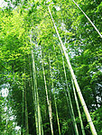 竹林