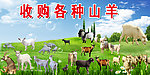 草原风光宣传画