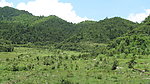 青山绿树