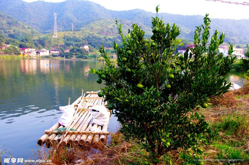 山水风景 茶田风光