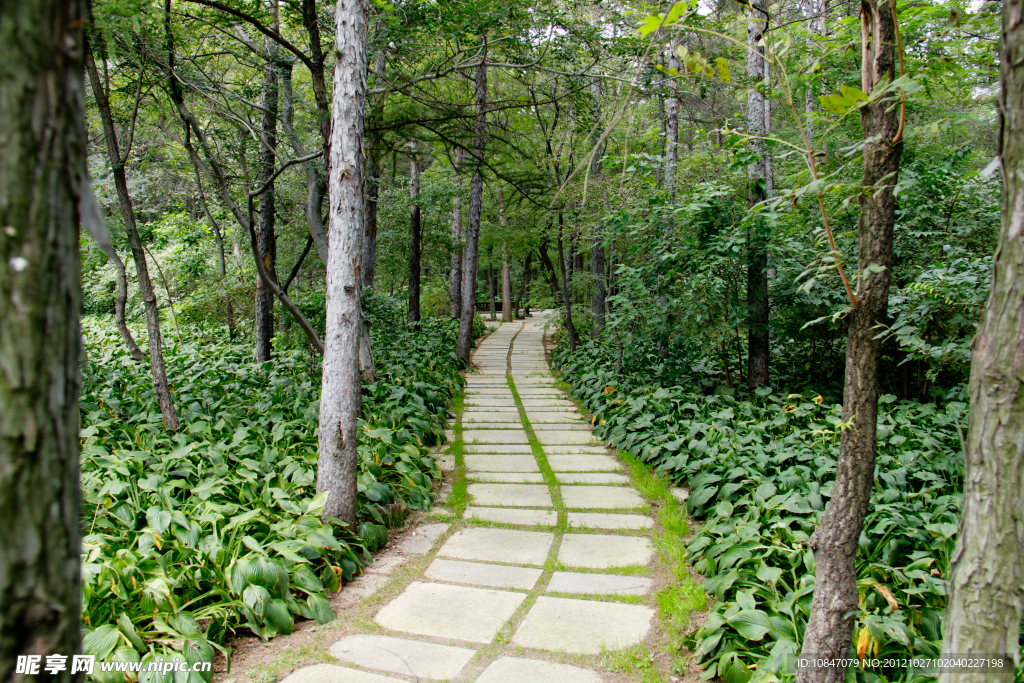 林间小路