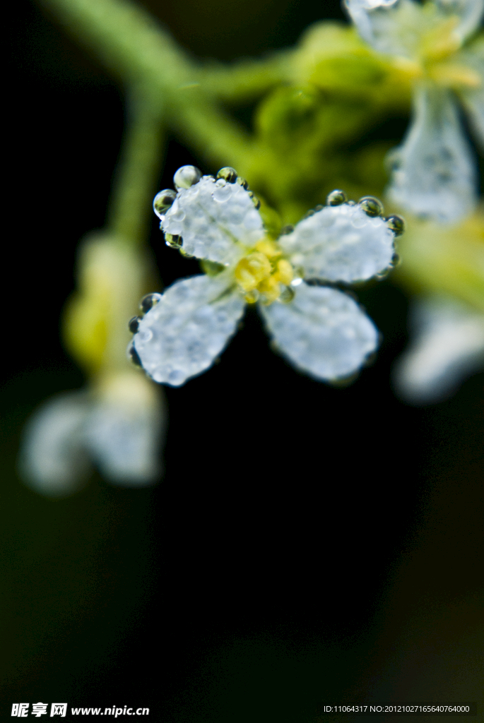 白菜花