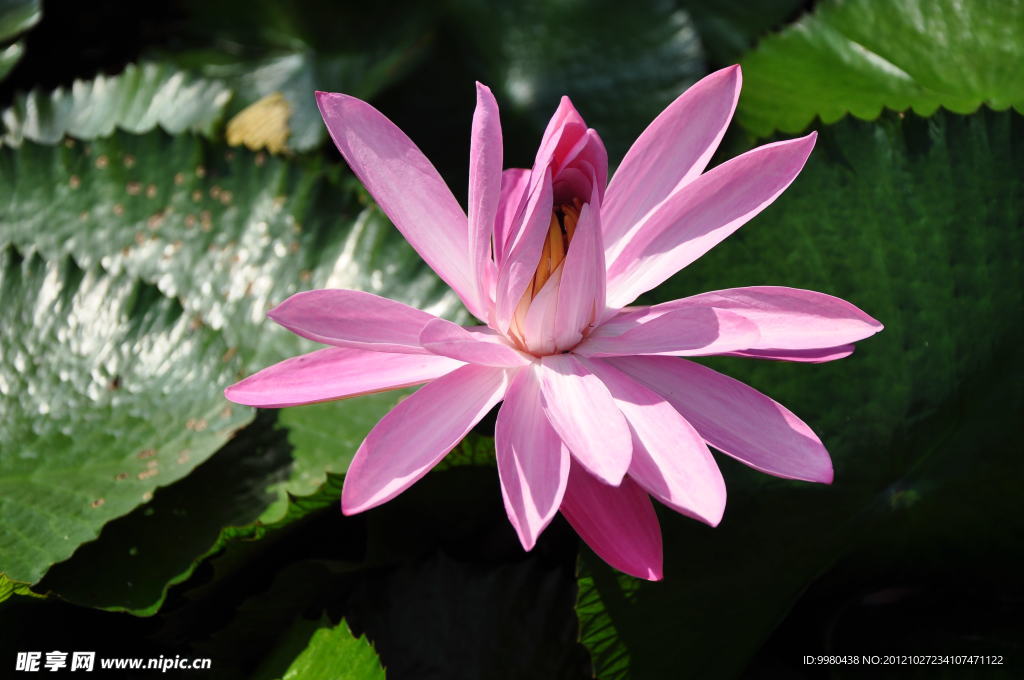 睡莲花