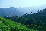 山水风景 茶田风光