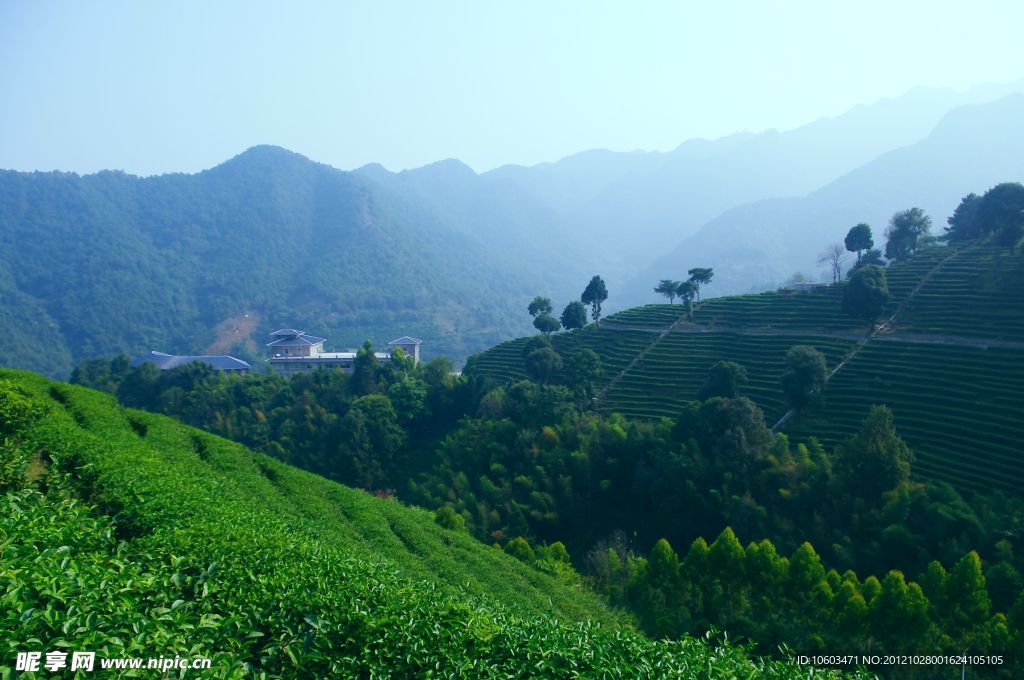 山水风景 茶田风光