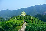 山水风景 茶田风光