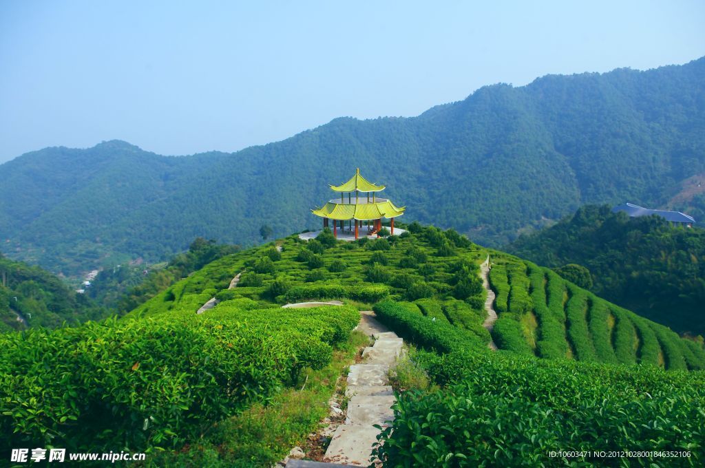 山水风景 茶田风光