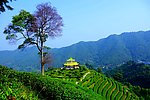 山水风景 茶田风光