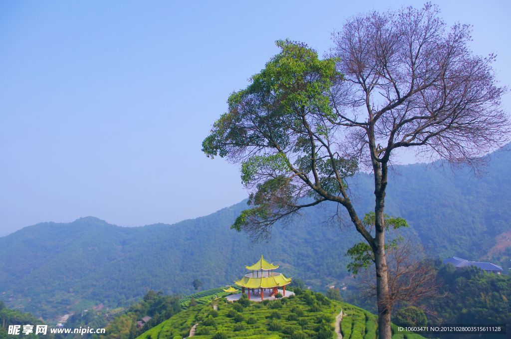 山水风景 茶田风光