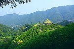 山水风景 茶田风光