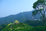 山水风景 茶田风光