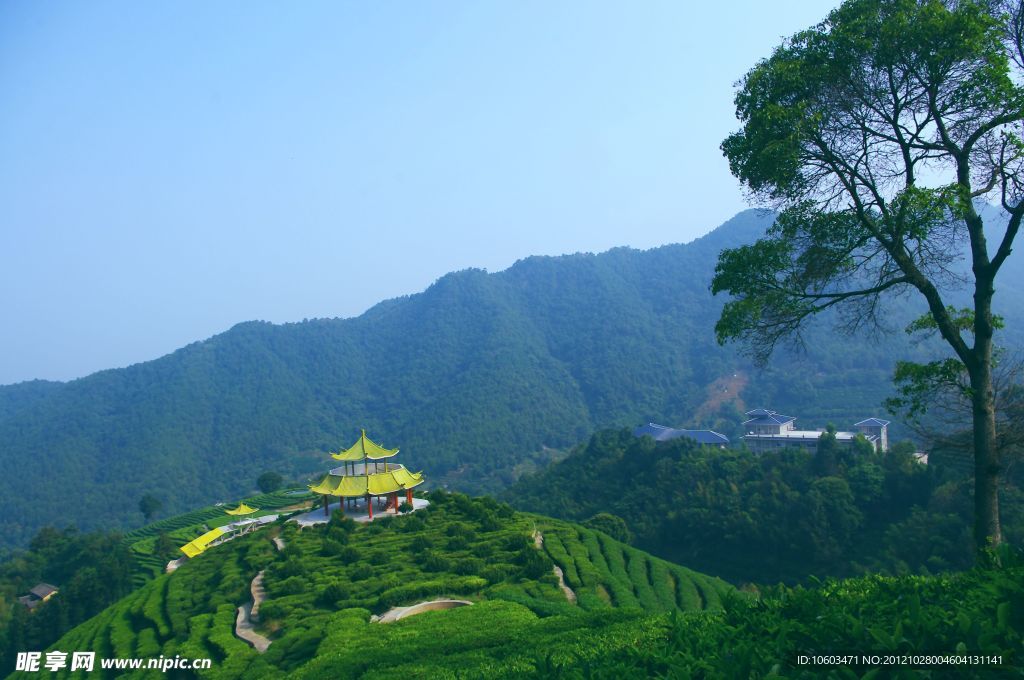 山水风景 茶田风光