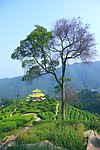 山水风景 茶田风光