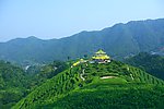 山水风景 茶田风光