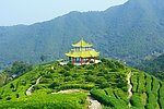 山水风景 茶田风光