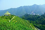 山水风景 茶田风光