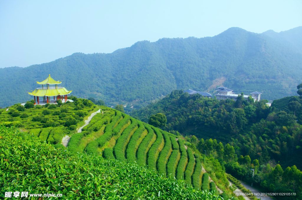 山水风景 茶田风光