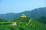 山水风景 茶田风光