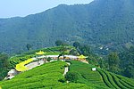 山水风景 茶田风光