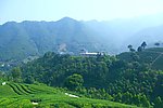 山水风景 茶田风光