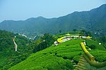 山水风景 茶田风光