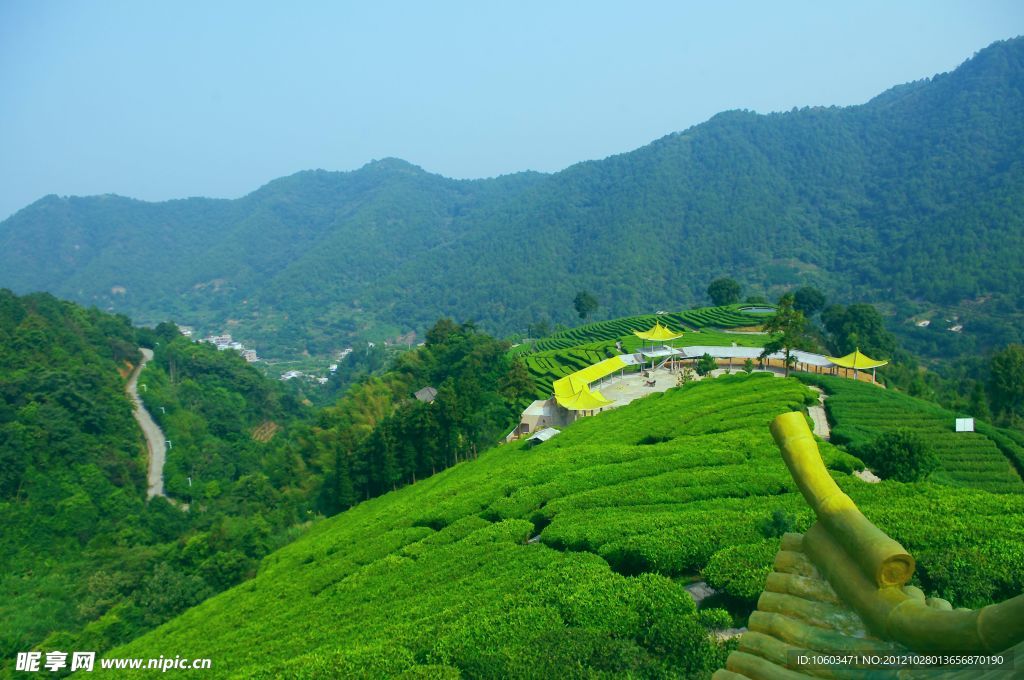 山水风景 茶田风光