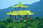 山水风景 茶田风光