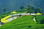 山水风景 茶田风光