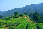 山水风景 茶田风光