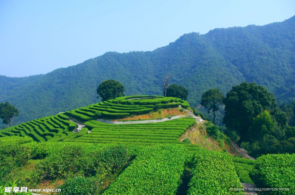 山水风景 茶田风光