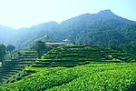 山水风景 茶田风光