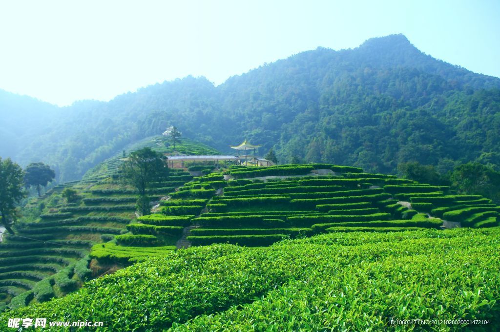 山水风景 茶田风光