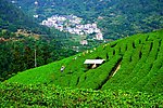山水风景 茶田风光