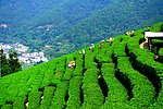 山水风景 茶田风光