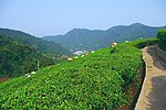 山水风景 茶田风光