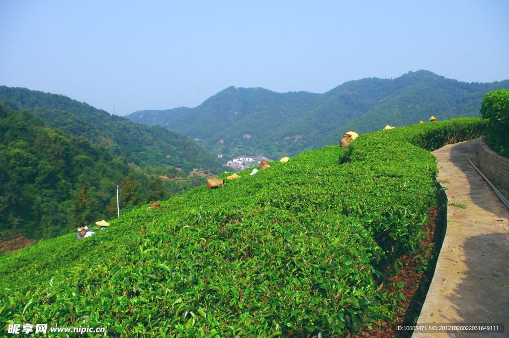 山水风景 茶田风光