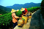 山水风景 茶田风光