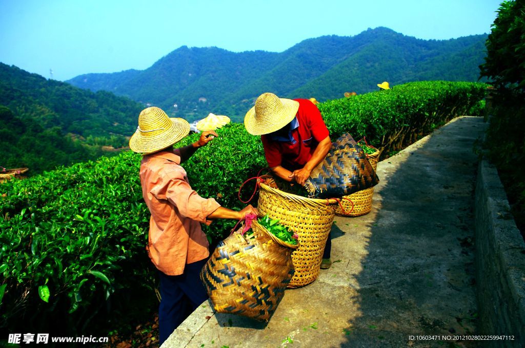 山水风景 茶田风光