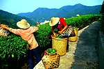 山水风景 茶田风光