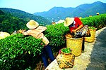 山水风景 茶田风光