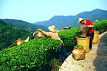 山水风景 茶田风光