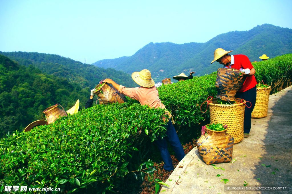 山水风景 茶田风光