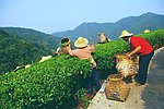 山水风景 茶田风光