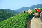 茶田风光 风景如画