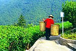 茶田景观 风景如画