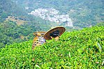 采茶姑娘 茶田风景