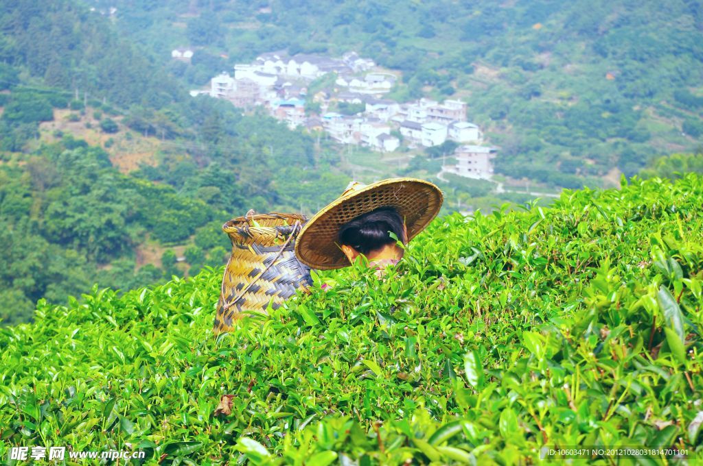 采茶姑娘 茶田风景