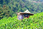 采茶姑娘 景区茶田
